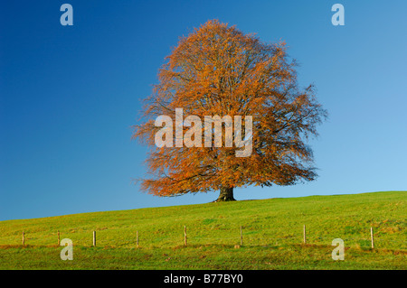 Il rame faggio (Fagus sylvatica), Allgaeu, Baviera, Germania, Europa Foto Stock