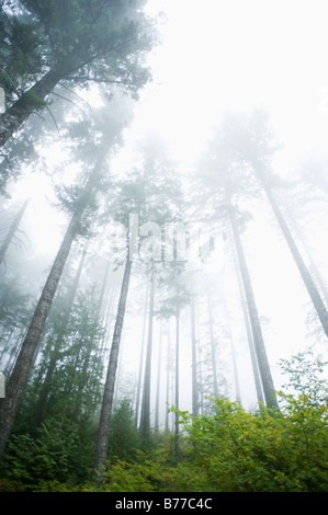 Foresta di nebbia, Hood River, Oregon Foto Stock