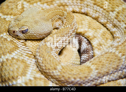 Close up Western diamondback rattlesnake Foto Stock