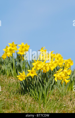 Giunchiglie (Narcissus) Foto Stock