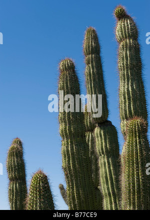 Organo a canne Cactus contro il cielo blu Foto Stock