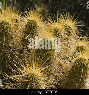 Golden Riccio Cactus Foto Stock