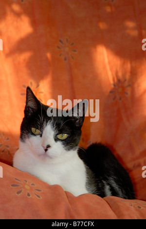 Bianco e nero cat comodamente seduto contro i caldi colori tropicali, Londra, Inghilterra Foto Stock