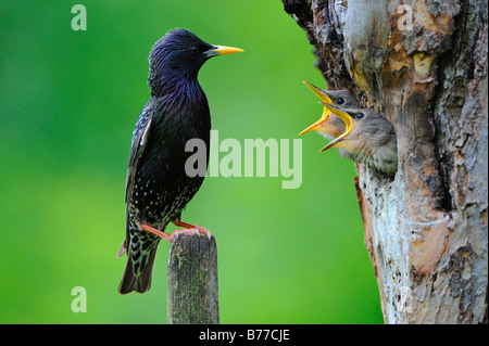 Maschio Sterling (Sturnus vulgaris) con uccellini Foto Stock