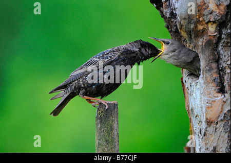 Sterling femmina (Sturnus vulgaris) alimentazione uccellini Foto Stock