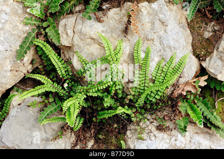 Maidenhair Spleenwort (Asplenium trichomanes), Provenza, Francia meridionale, Francia, Europa Foto Stock