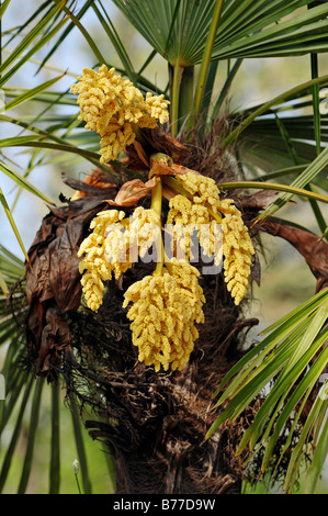 Il mulino a vento cinese Palm o Chusan Palm (trachycarpus fortunei), in fiore Foto Stock