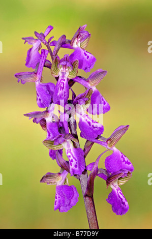 Verde-winged Orchid o verde-venato Orchidea (Orchis morio), Provenza, Francia meridionale, Francia, Europa Foto Stock