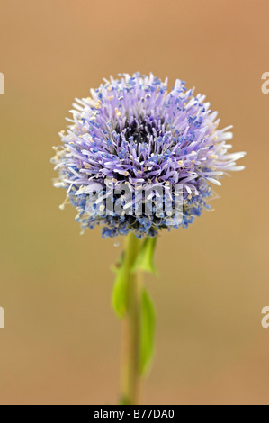 Comune, Globularia comune Daisy globo o globo iberica Daisy (Globularia punctata), Provenza, Francia meridionale, Francia, Europa Foto Stock