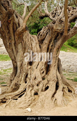 Albero di Olivo (Olea europaea), Provenza, Francia meridionale, Francia, Europa Foto Stock