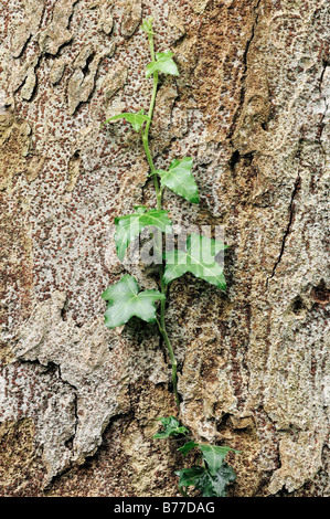 Edera (Hedera helix) che cresce sulla corteccia di albero, Renania settentrionale-Vestfalia, Germania, Europa Foto Stock