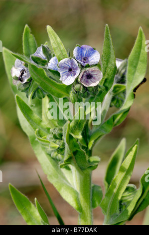 Il Segugio blu la linguetta o creta Hound la linguetta (Cynoglossum creticum), la Camargue, la Provenza, Francia meridionale, Francia, Europa Foto Stock
