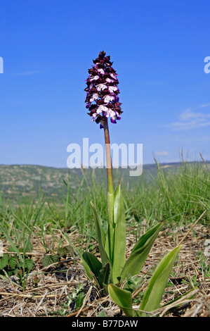 Signora Orchidea (Orchis purpurea), Provenza, Francia meridionale, Francia, Europa Foto Stock