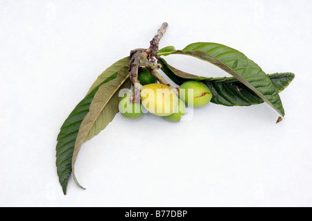 Giapponese, nespola, Giapponese prugna, Nespoli, Nespole del Giappone (Eriobotrya japonica), frutta e foglie Foto Stock