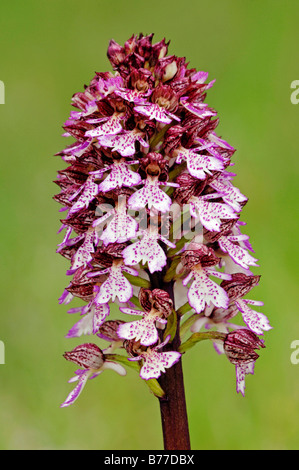 Signora Orchidea (Orchis purpurea), Provenza, Francia meridionale, Francia, Europa Foto Stock