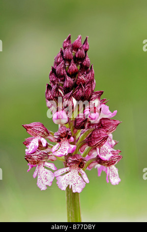 Signora Orchidea (Orchis purpurea), Provenza, Francia meridionale, Francia, Europa Foto Stock