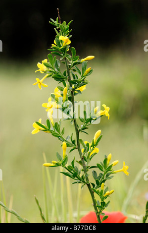 Wild jasmine arbustivo gelsomino, Hardy gelsomino giallo (Jasminum fruticans), Provenza, Francia Meridionale, Europa Foto Stock