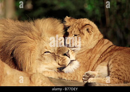 Lion (Panthera leo), maschio con cub Foto Stock