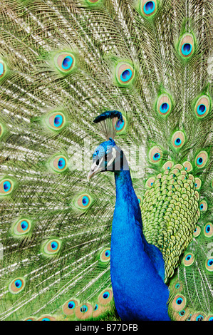 Indian, comuni o Peafowl blu (Pavo cristatus), maschio, visualizzazione Foto Stock