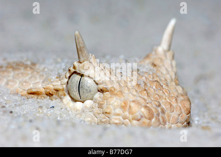 Saharan vipera cornuta (Cerastes cerastes), ritratto Foto Stock