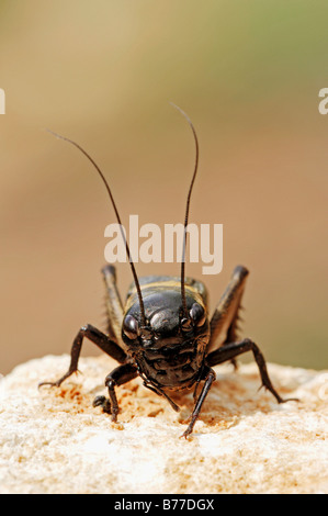 Campo Cricket (Gryllus campestris), maschio, in Provenza Francia del Sud, Europa Foto Stock