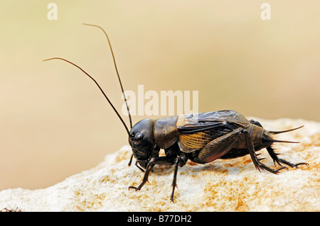 Campo Cricket (Gryllus campestris), maschio, in Provenza Francia del Sud, Europa Foto Stock