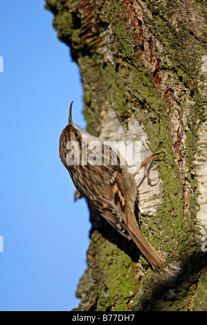 Rampichino (Certhia brachydactyla), Renania settentrionale-Vestfalia, Germania, Europa Foto Stock