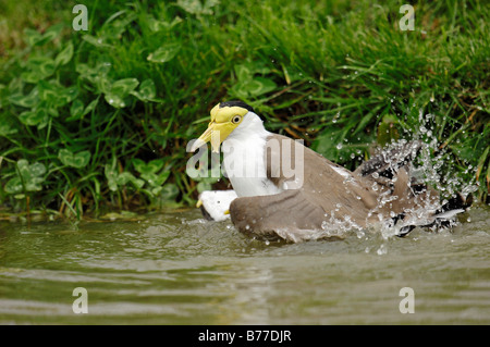 Plover mascherato, dallo sperone Plover (Vanellus miglia), di balneazione Foto Stock