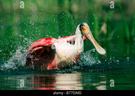 Roseate Spoonbill (Ajaja ajaja, Ajaia ajaja), balneazione, Florida, Stati Uniti d'America Foto Stock