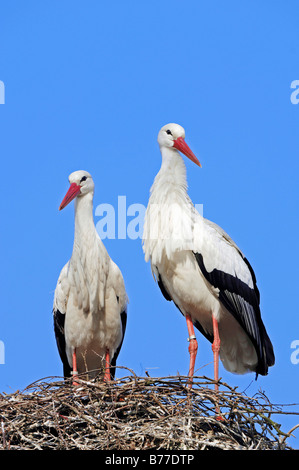 Cicogna bianca (Ciconia ciconia), giovane nel nido, Renania settentrionale-Vestfalia, Germania, Europa Foto Stock