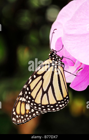 La Monarch (Danaus plexippus) Foto Stock