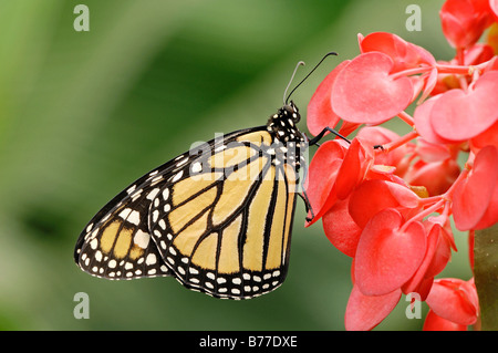 La Monarch (Danaus plexippus) Foto Stock