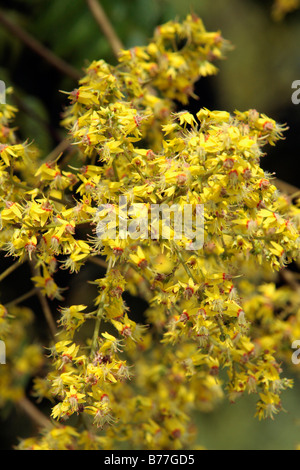 Fiori di Koelreuteria Dummer henryi Foto Stock