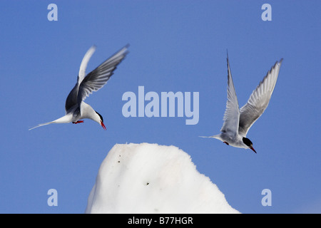 Arctic Tern (sterna paradisaea), la cacciata di un altro individuo dal belvedere, Norvegia Foto Stock