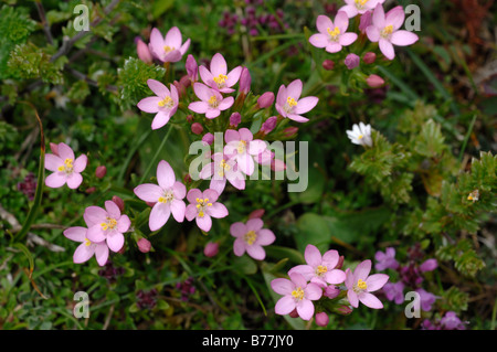 Mare Minore spurrey Spergularia marina Kenfig riserva naturale nazionale del Galles Uk Europa Foto Stock