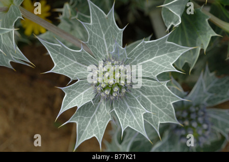 Mare holly Eryngium maritimum Kenfig riserva naturale nazionale del Galles Uk Europa Foto Stock