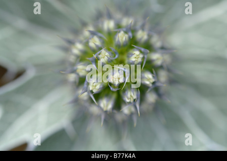 Mare holly Eryngium maritimum Kenfig riserva naturale nazionale del Galles Uk Europa Foto Stock