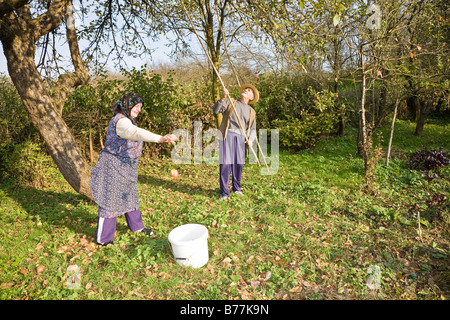 Il rumeno giovane la raccolta di mele, Bezded, Salaj, Transilvania, Romania, Europa Foto Stock