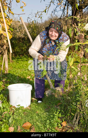 Il rumeno donna che indossa un velo la raccolta di carote, Bezded, Salaj, Transilvania, Romania, Europa Foto Stock