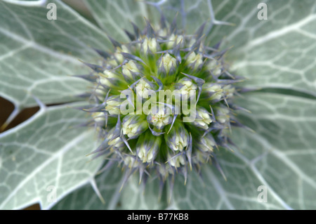 Mare holly Eryngium maritimum Kenfig riserva naturale nazionale del Galles Uk Europa Foto Stock