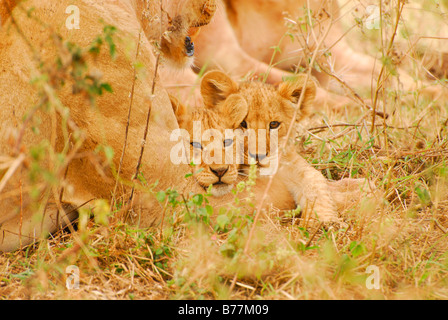 Lion Cubs (Panthera leo), il Parco Nazionale del Serengeti, Tanzania, Africa Foto Stock