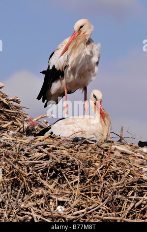 Cicogna bianca (Ciconia ciconia) il loro nido su una parete del Baadi Palace, Marrakech, Marocco, Africa Foto Stock