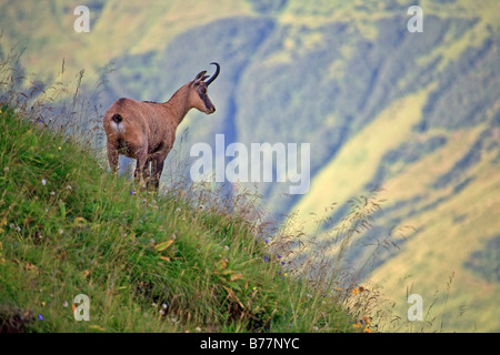 Il camoscio (Rupicapra rupicapra) su un prato alpino Foto Stock