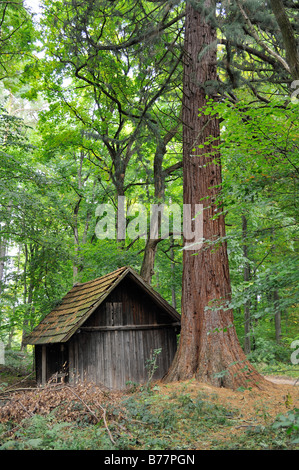 Capanna in un bosco vicino a Dettenhausen, Naturpark Schoenbuch, Baden-Wuerttemberg, Germania, Europa Foto Stock