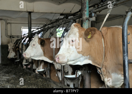 Vacche da latte in piedi in un granaio, Alta Baviera, Germania, Europa Foto Stock