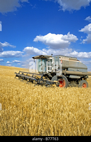Harvester nel campo di grano secco,Colusa California Foto Stock