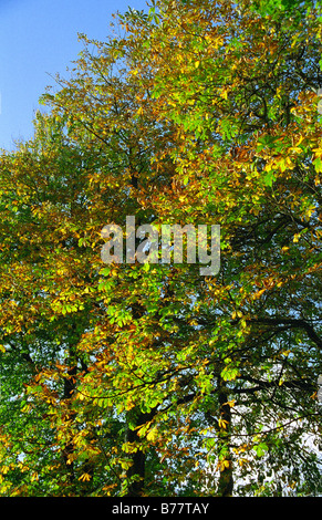 Horse Chesnut Tree, Mary Ann Prati, Westbrook, Warrington, Inghilterra, Autunno 2008 Foto Stock