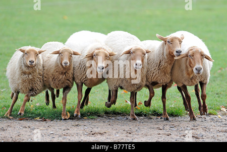 Mob di Coburg Fox pecore (Ovis gmelini aries) Foto Stock