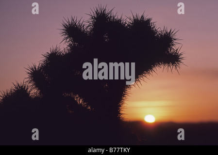 Cholla cactus tramonto Joshua Tree National Park California Foto Stock