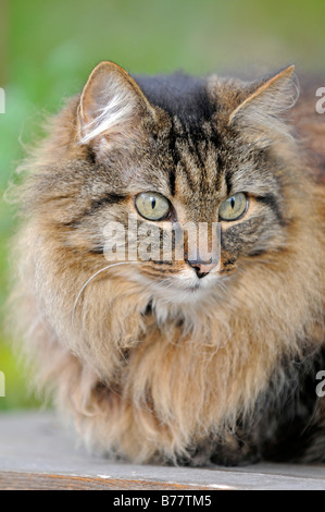 Gatto di casa, con i capelli lunghi, tabby, ritratto Foto Stock
